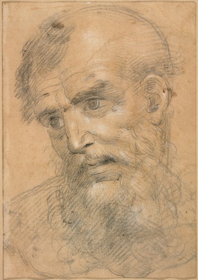 Testa di un uomo barbuto (recto); Studio per una sacra conversazione (verso) da Giovanni Antonio Sogliani